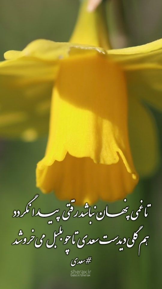 شعر عکس - تا غمی پنهان نباشد رقتی پیدا نگردد - هم گلی دیدست سعدی تا چو بلبل می‌خروشد