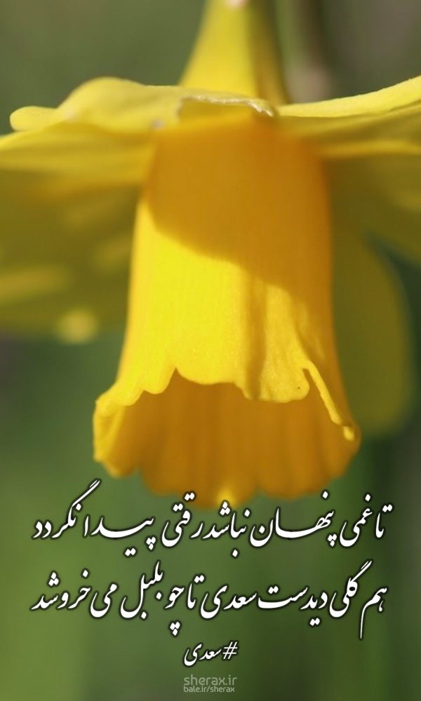 شعر عکس - تا غمی پنهان نباشد رقتی پیدا نگردد - هم گلی دیدست سعدی تا چو بلبل می‌خروشد