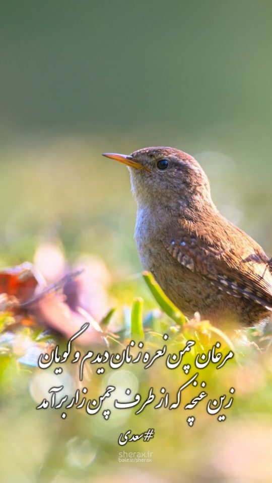 شعر عکس - مرغان چمن نعره زنان دیدم و گویان - زین غنچه که از طرف چمن‌زار برآمد