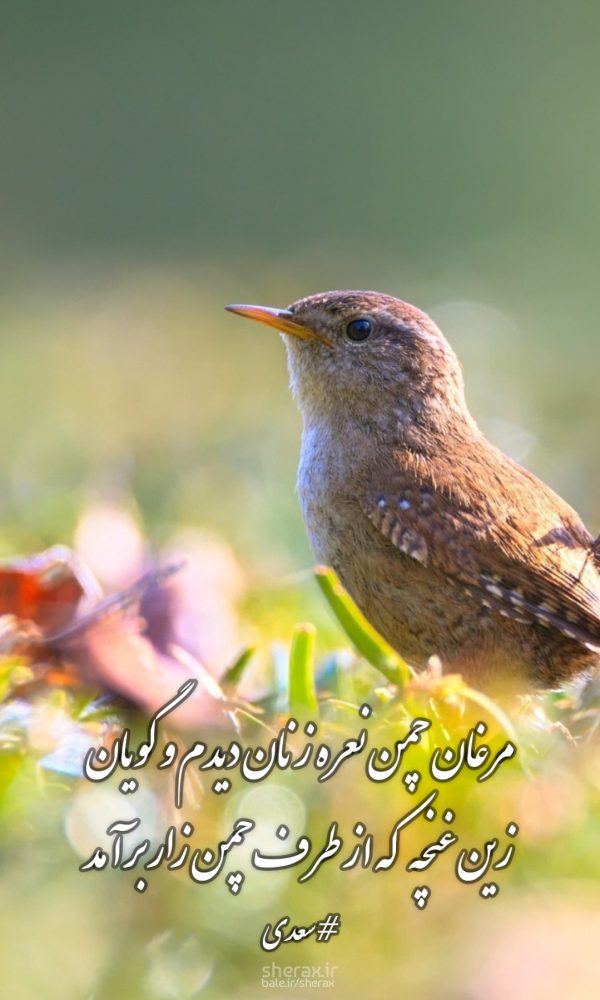 شعر عکس - مرغان چمن نعره زنان دیدم و گویان - زین غنچه که از طرف چمن‌زار برآمد
