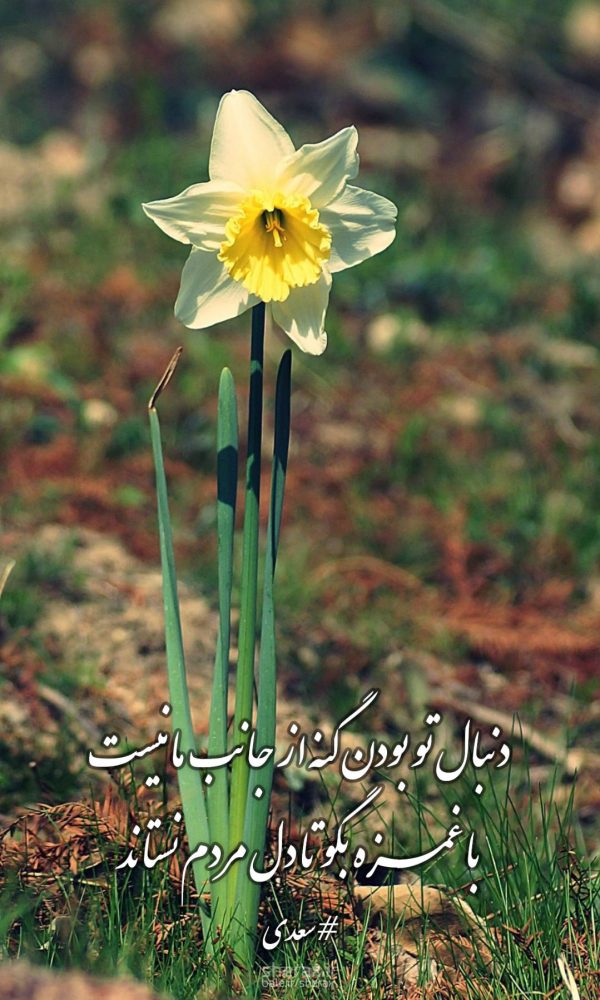 شعر عکس - دنبال تو بودن گنه از جانب ما نیست - با غمزه بگو تا دل مردم نستاند