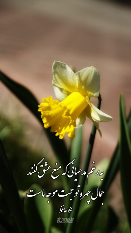 شعر عکس - به رغم مدعیانی که منع عشق کنند - جمال چهره تو حجت موجه ماست