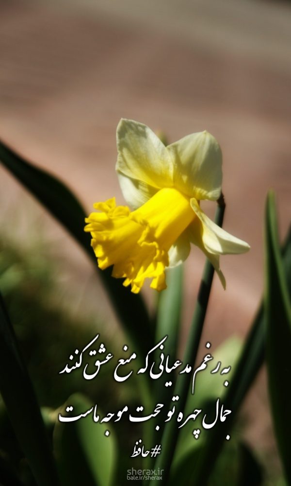 شعر عکس - به رغم مدعیانی که منع عشق کنند - جمال چهره تو حجت موجه ماست