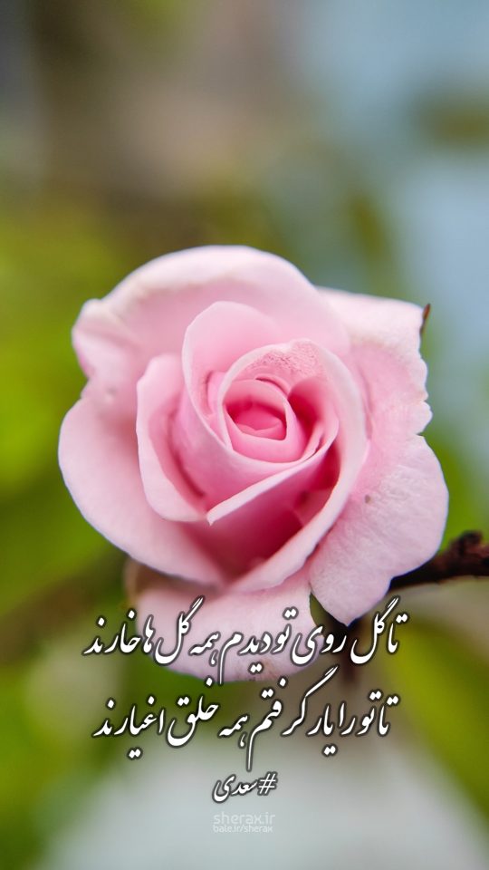 شعر عکس - تا گل روی تو دیدم همه گل‌ها خارند - تا تو را یار گرفتم همه خلق اغیارند