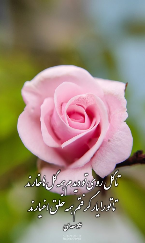 شعر عکس - تا گل روی تو دیدم همه گل‌ها خارند - تا تو را یار گرفتم همه خلق اغیارند