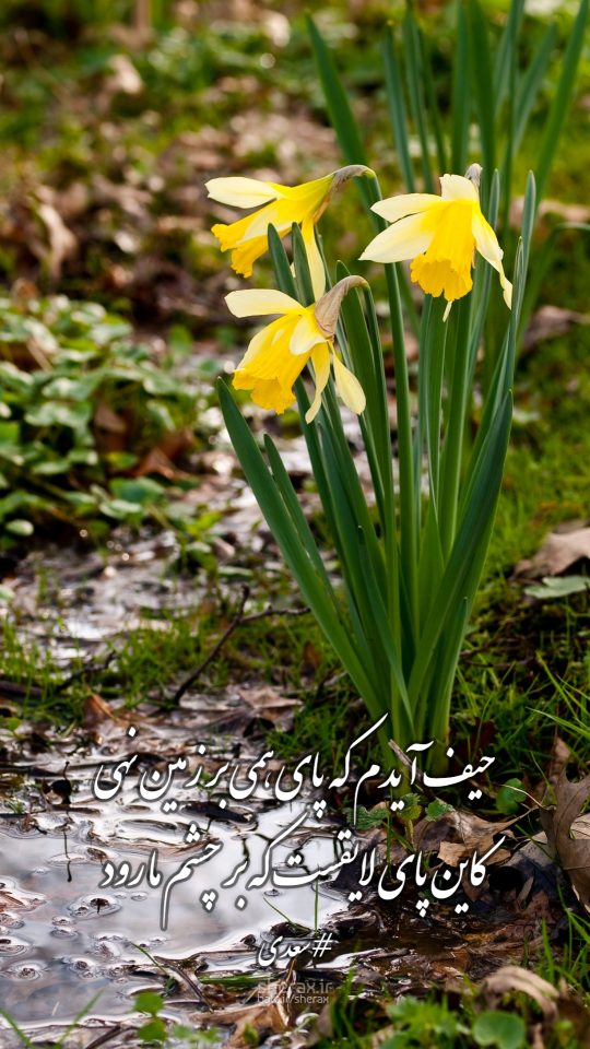 شعر عکس - حیف آیدم که پای همی بر زمین نهی - کاین پای لایقست که بر چشم ما رود