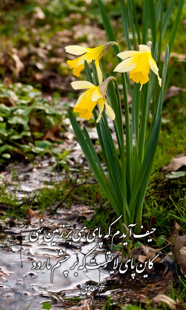 شعر عکس - حیف آیدم که پای همی بر زمین نهی - کاین پای لایقست که بر چشم ما رود