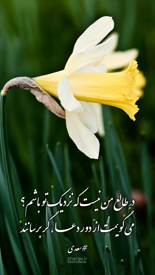 شعر عکس - در طالع من نیست که نزدیک تو باشم؟ - می‌گویمت از دور دعا، گر برسانند