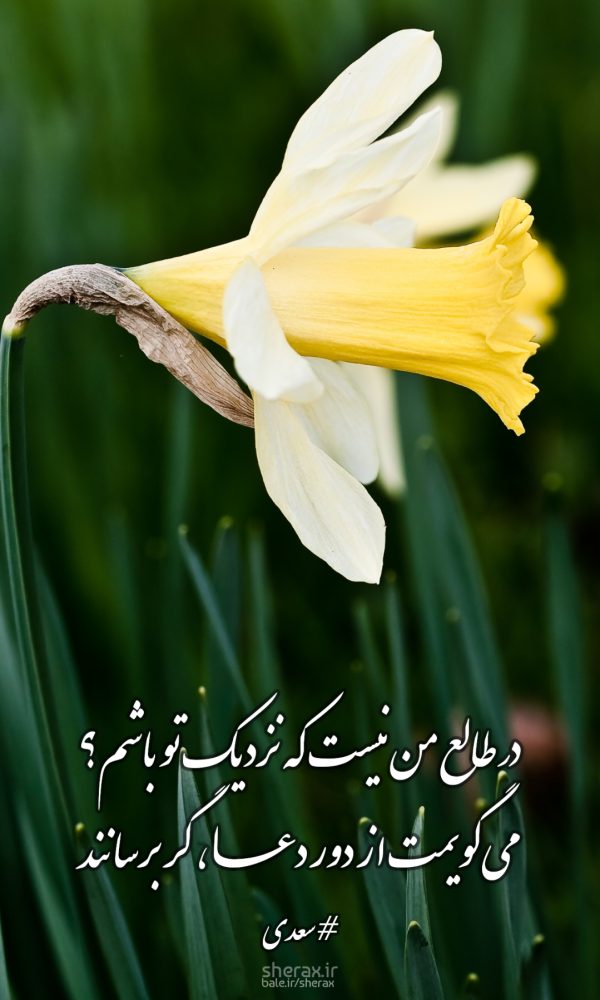 شعر عکس - در طالع من نیست که نزدیک تو باشم؟ - می‌گویمت از دور دعا، گر برسانند