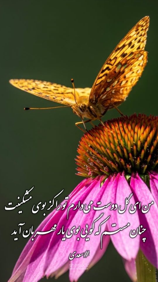 شعر عکس - من ای گل دوست می‌دارم تو را کز بوی مُشکینت - چنان مستم که گویی بوی یار مهربان آید