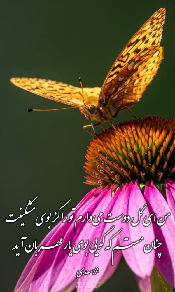 شعر عکس - من ای گل دوست می‌دارم تو را کز بوی مُشکینت - چنان مستم که گویی بوی یار مهربان آید